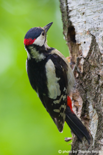 Great Spotted Woodpecker male at breeding cave