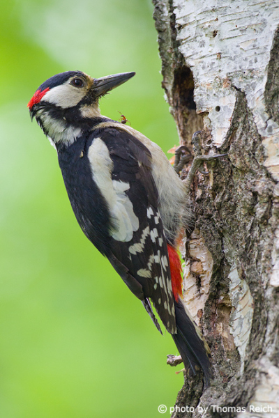 Great Spotted Woodpecker at birch