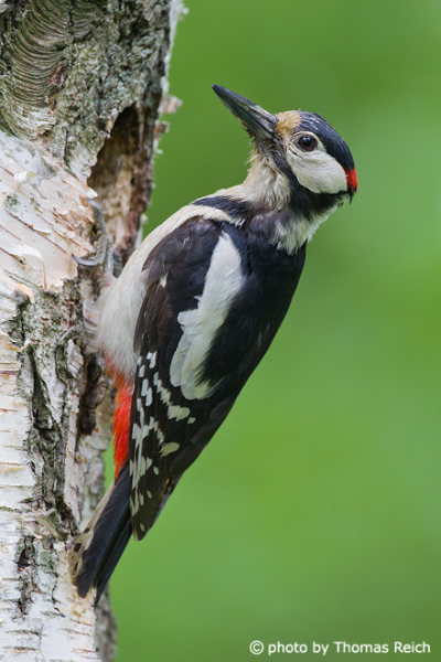 Great Spotted Woodpecker tail feathers