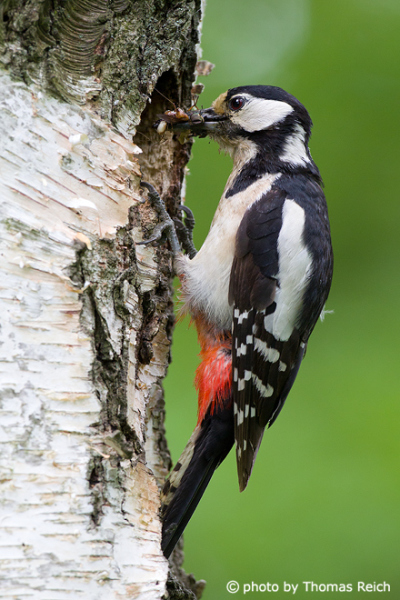 Great spotted woodpecker with insects in beak