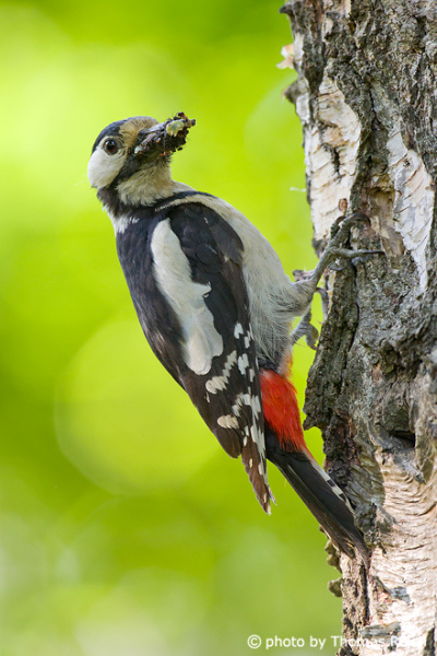 Great Spotted Woodpecker hunted insects