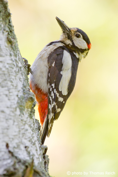 Great Spotted Woodpecker plumage