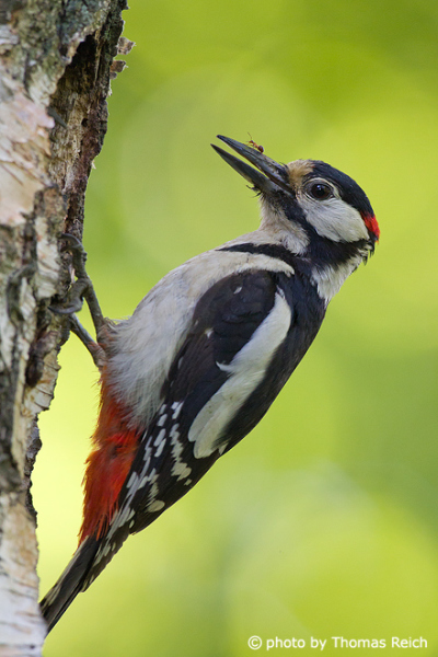 Great Spotted Woodpecker voice