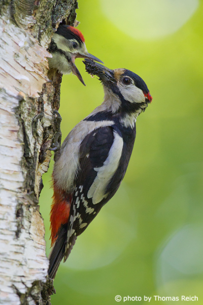 Great Spotted Woodpecker feeding young bird