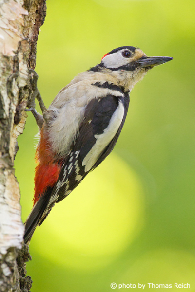 Great Spotted Woodpecker appearance