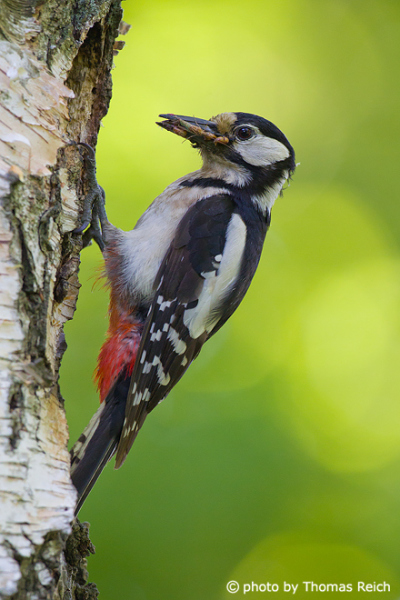 Great Spotted Woodpecker with insects in bill