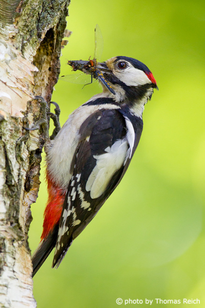 Great Spotted Woodpecker with dragonfly in beak