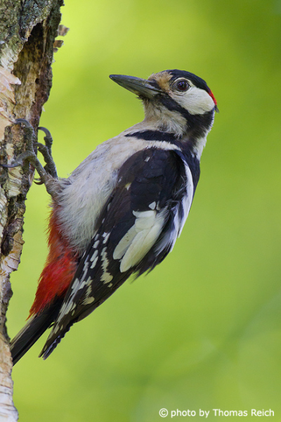 Great Spotted Woodpecker breeding in trees