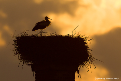 Silhouette Stork's nest in the sunset