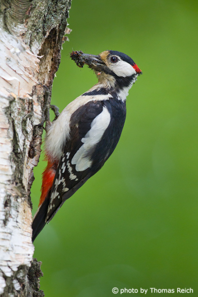 Great Spotted Woodpecker with ants