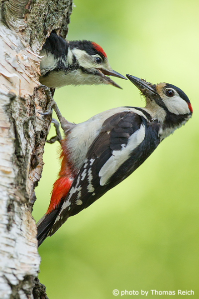 Great spotted woodpecker lures young bird out of nest