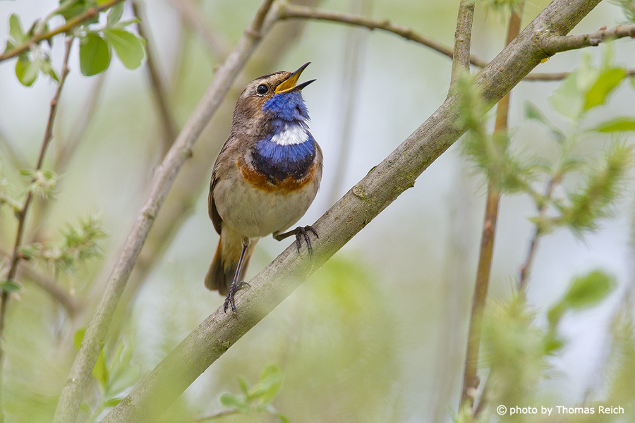 Bluethroat sits on willow branch