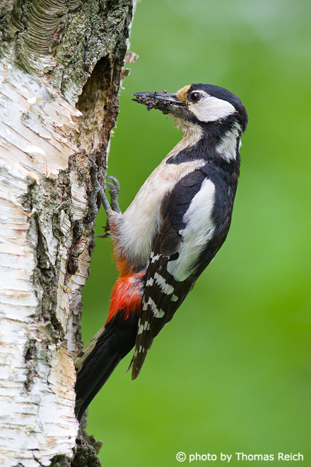 Great Spotted Woodpecker drumming