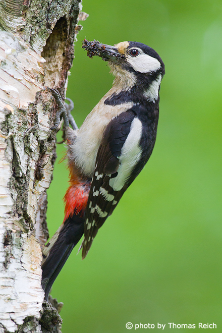 Great Spotted Woodpecker female with ants