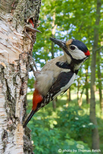 Great Spotted Woodpecker location