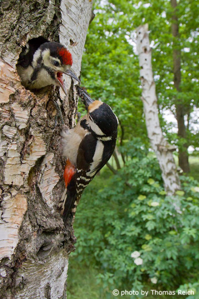 Feeding young great spotted woodpecker