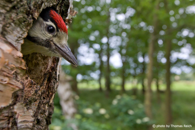 Young Great Spotted Woodpecker looking out