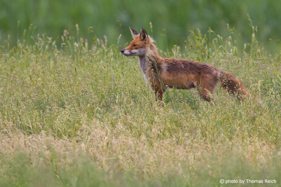 Red Fox female in meadow