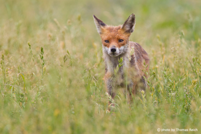 Red Fox wild dog