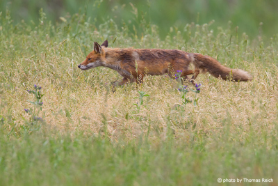 Red Fox running