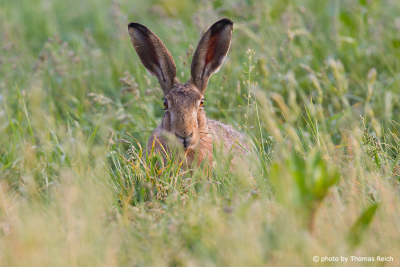 European Hare listen