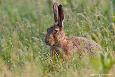 European Hare with long ears