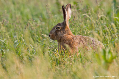 European Hare at the edge of the forest