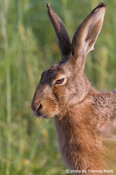 European Hare nose and eyes