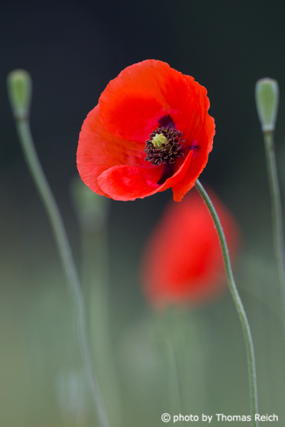 Common Poppy appearance