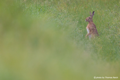 European Hare standing, Germany, Europe