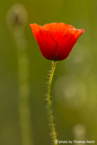 Red poppy flower close up