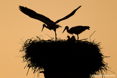 White Storks raising young birds