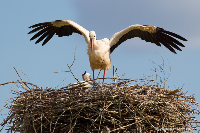 White Stork with baby