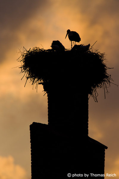 White Stork in Mecklenburg-Vorpommern, Germany