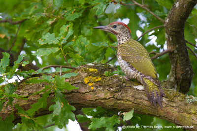 European Green Woodpecker fledling