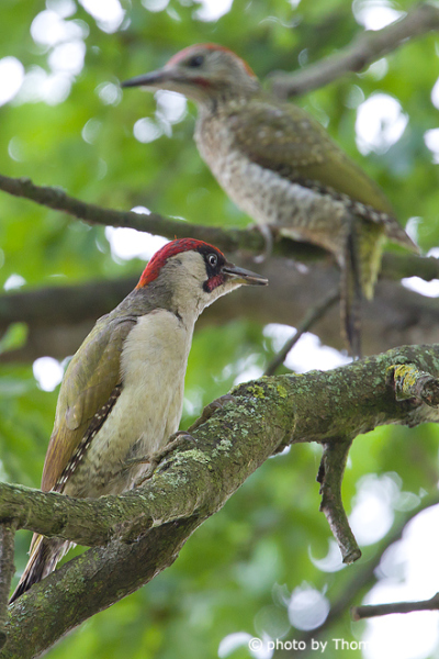 Green Woodpecker family