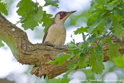 European Green Woodpecker sitting on oak branch