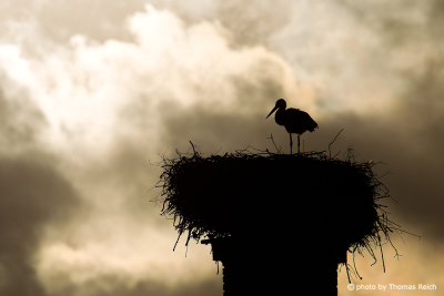 White Stork Silhouette