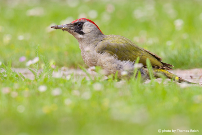 European Green Woodpecker feeds on ants