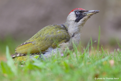 European Green Woodpecker close up