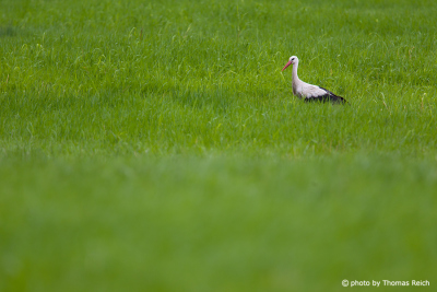 White Stork diet food foraging