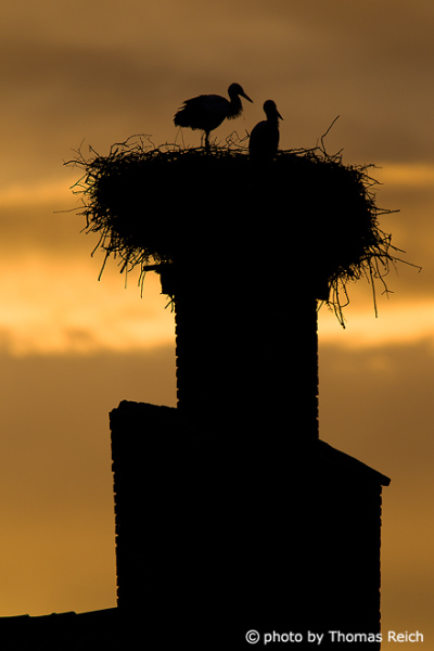 White Storks at nest Silhouette