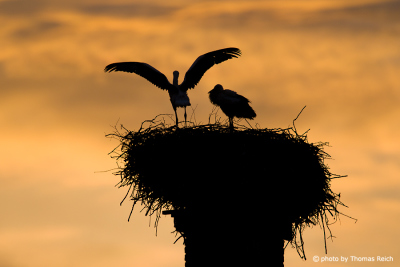 juvenile White Storks in the nest
