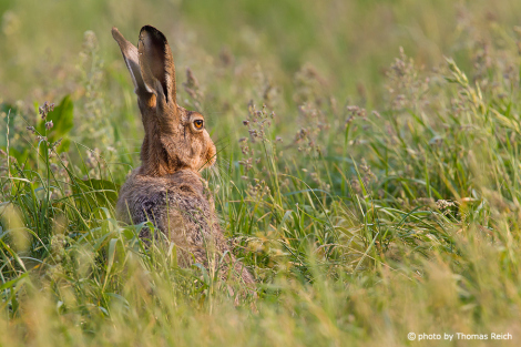 European Hare wild animal