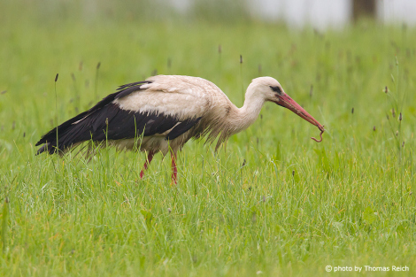 White Stork eating worms