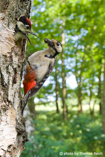 Raising the young woodpeckers