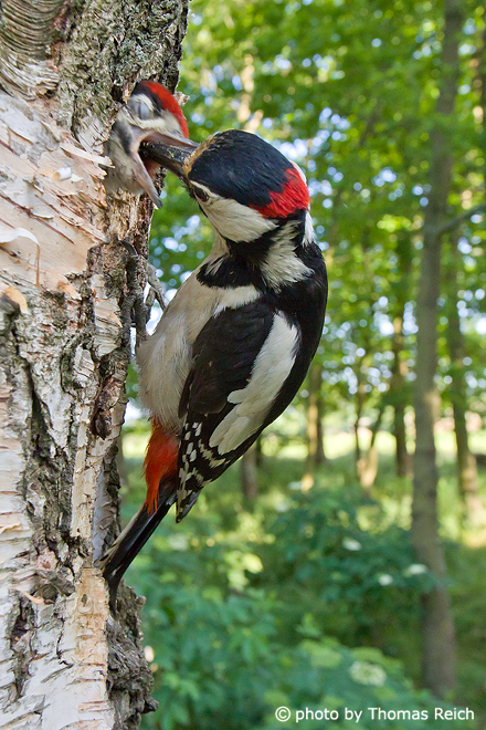 Great Spotted Woodpecker habitat