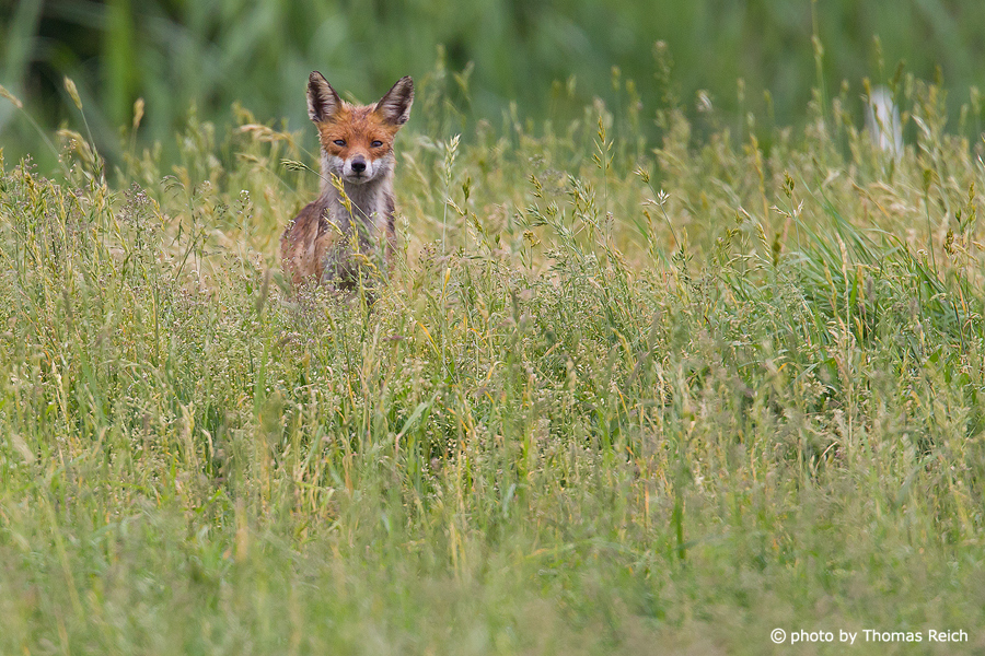 Red Fox in Mecklenburg Vorpommern
