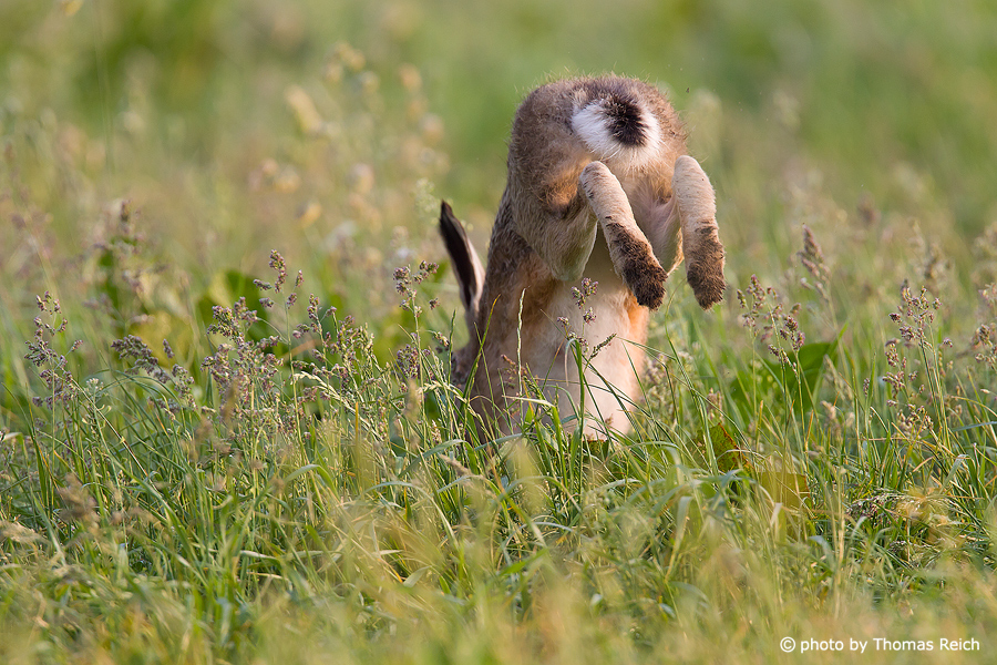 Hopping European Hare in meadow