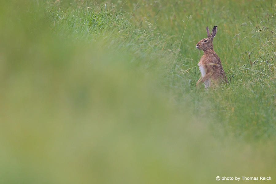 European Hare standing, Germany, Europe